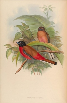 亚洲鸟类-067 Harpactes Duvauceli