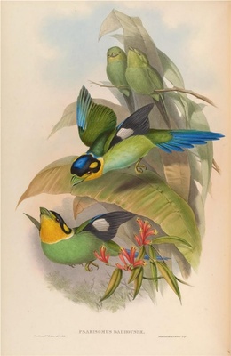 亚洲鸟类-064 长尾阔嘴鸟
