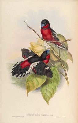亚洲鸟类-060 Cymbirhynchus Affinis