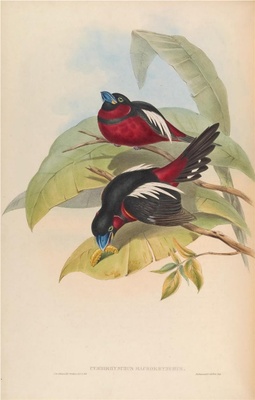 亚洲鸟类-059 Cymbirhynchus Macrorihy