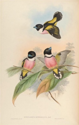 亚洲鸟类-058 黑黄阔嘴鸟
