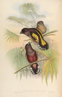 亚洲鸟类-057 斑阔嘴鸟