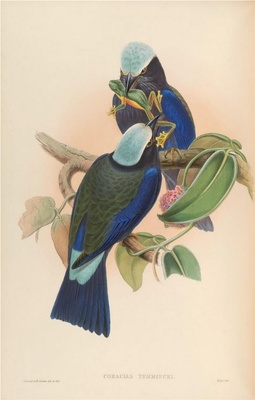 亚洲鸟类-056 紫翅佛法僧