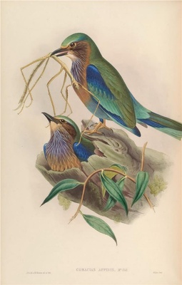 亚洲鸟类-055 Coracias Affinis