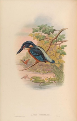 亚洲鸟类-052 Alcedo Grandis
