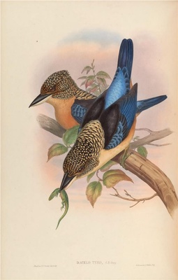 亚洲鸟类-051 披肩笑翠鸟