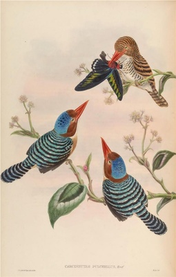 亚洲鸟类-048 Carcineutes Pulchellus