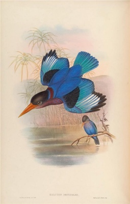 亚洲鸟类-047 Halcyon Omnicolor
