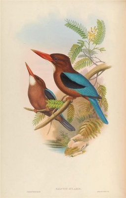 亚洲鸟类-044 褐胸翡翠