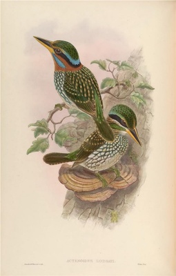 亚洲鸟类-041 斑林翡翠