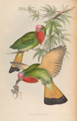 亚洲鸟类-038 Nyctiornis Amictus