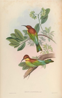 亚洲鸟类-034 Merops Quinticolor