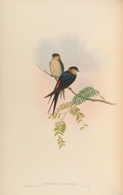 亚洲鸟类-029 Cecropis Erythropygia