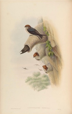 亚洲鸟类-033 Lagenoplastes Fluvicola