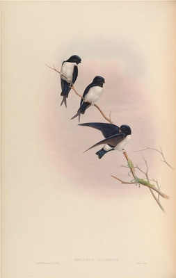 亚洲鸟类-031 黑喉毛脚燕