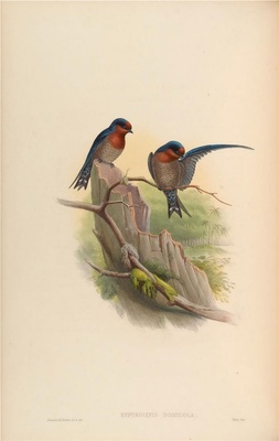 亚洲鸟类-032 Hypurolepis Domicola