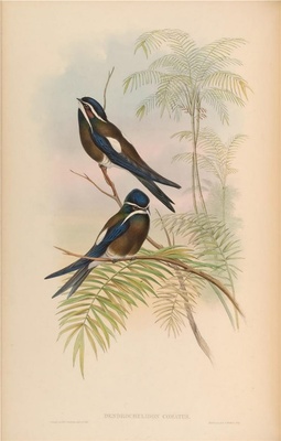 亚洲鸟类-025 Dendrochelidon Comatus