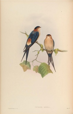 亚洲鸟类-027 Cecropis Rufula