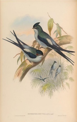 亚洲鸟类-023 Dendrochelidon Wallacei