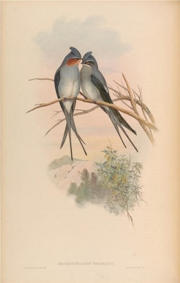 亚洲鸟类-021 Dendrochelidon Coronatu