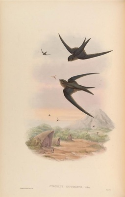 亚洲鸟类-020 Cypselus Infumatus
