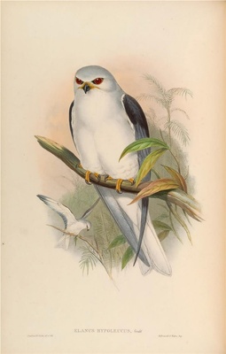 亚洲鸟类-012 Elanus Hypoleucus