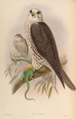 亚洲鸟类-005 Falco Sacer