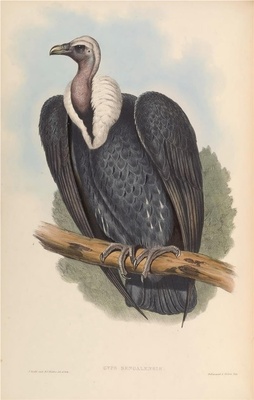 亚洲鸟类-002 白背兀鹫