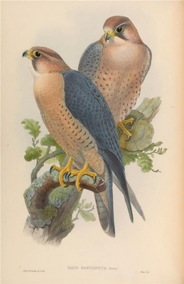 亚洲鸟类-004 Falco Babylonicus