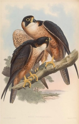 亚洲鸟类-003 Falco Peregrinator