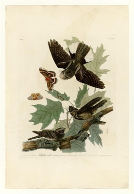 美国鸟类(册1)-82