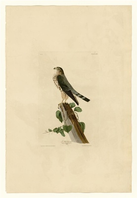 美国鸟类(册1)-75