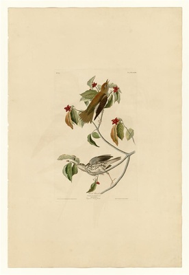 美国鸟类(册1)-73