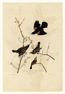 美国鸟类(册1)-67