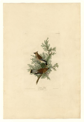 美国鸟类(册1)-43