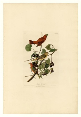 美国鸟类(册1)-44