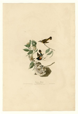 美国鸟类(册1)-40