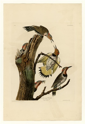 美国鸟类(册1)-37