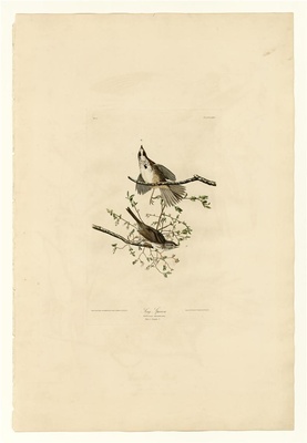 美国鸟类(册1)-25
