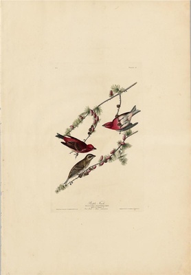美国鸟类(册1)-4