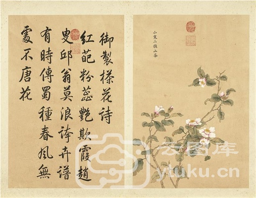 墨妙珠林(子册)·二十四番花信风图-2 小寒二候·山茶