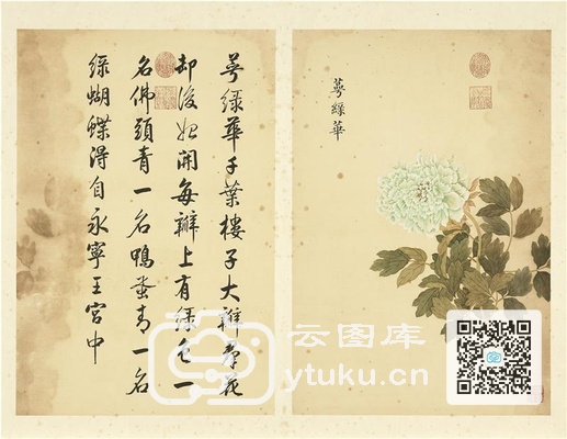 墨妙珠林(未册)·牡丹二十四品图-23 萼绿华