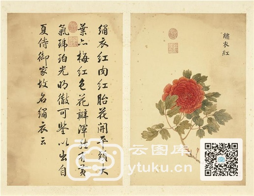 墨妙珠林(未册)·牡丹二十四品图-17 绣衣红