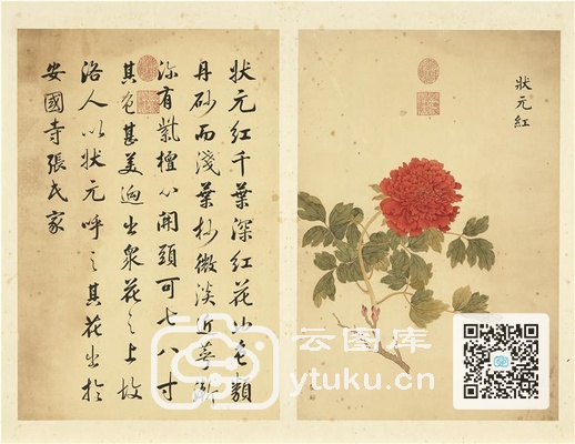 墨妙珠林(未册)·牡丹二十四品图-7 状元红