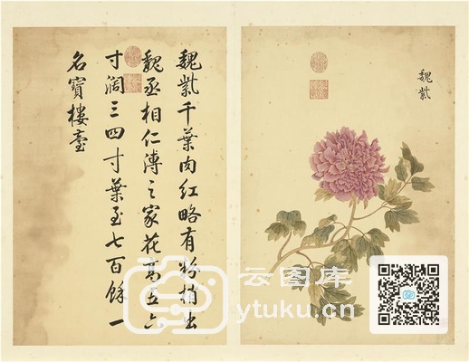 墨妙珠林(未册)·牡丹二十四品图-2 魏紫