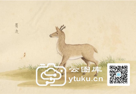 中国自然历史绘画·动物图谱