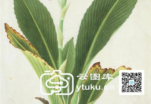 中国自然历史绘画·植物花鸟图谱(辑1)