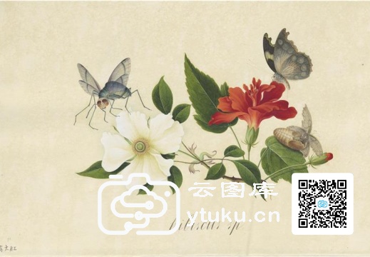 中国外销画册·花草蝶虫