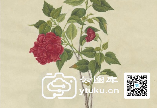 中国外销画册·花卉果木(辑1)