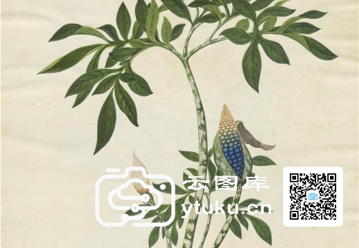 中国外销画册·花卉果木(辑2)